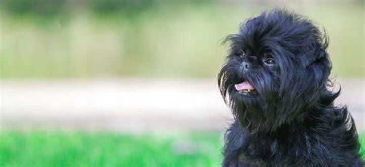 Are affenpinscher guard dogs?