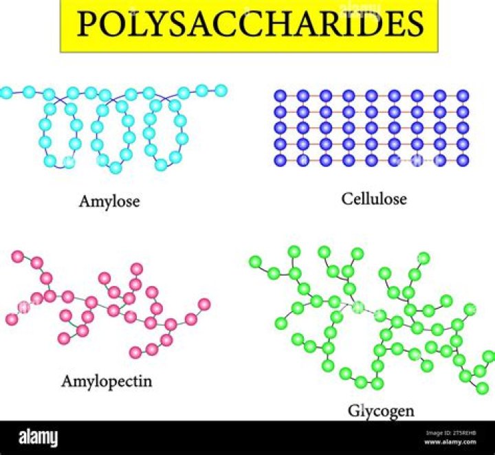 Are amylose and amylopectin polysaccharides?