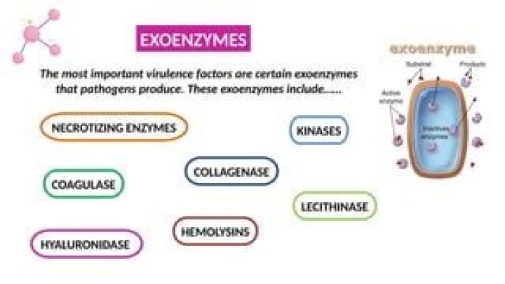 Are exoenzymes virulence factors?