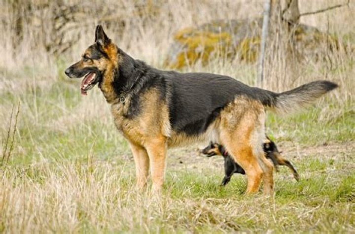 Are german shepherds good family pets?