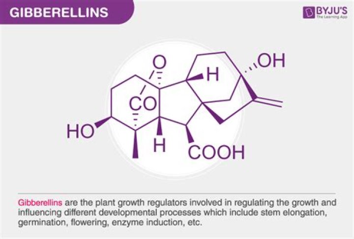 Are gibberellins in all plants?