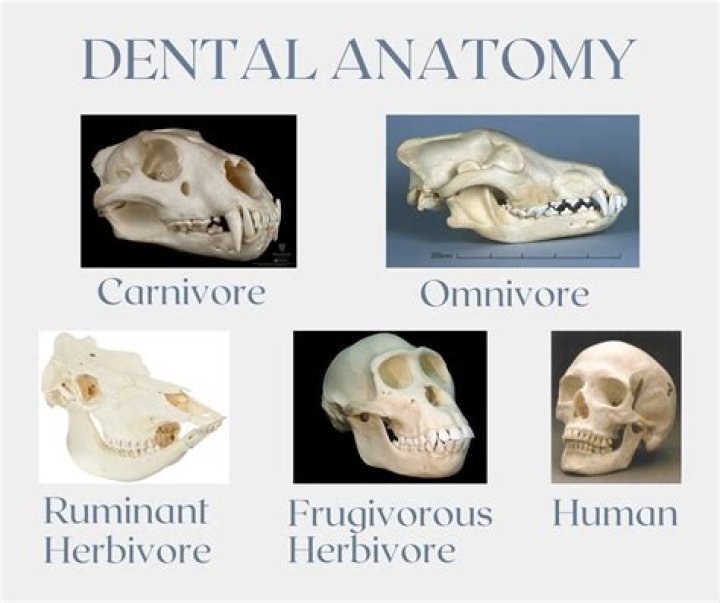Are humans anatomically herbivores?
