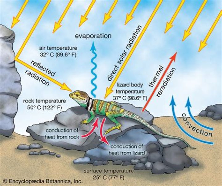 Are lizards endothermic or ectothermic?