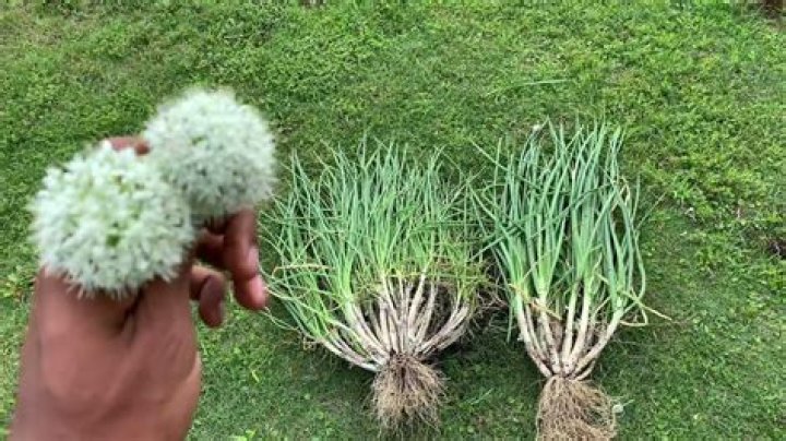 Are multiplier onions perennial?