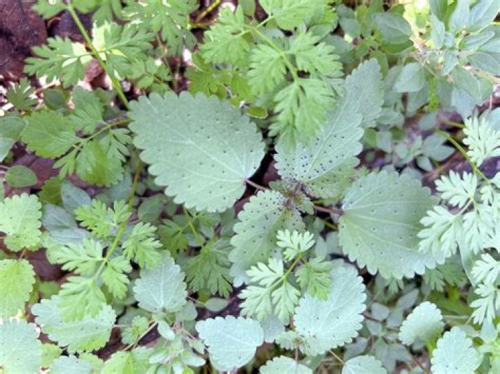 Are nettles poisonous to dogs?