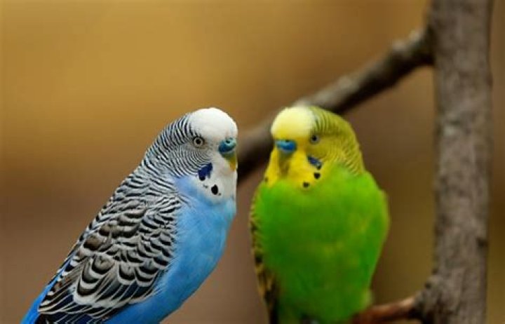 Are parakeets easy to take care of?