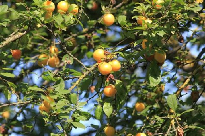 Are plums in season now?