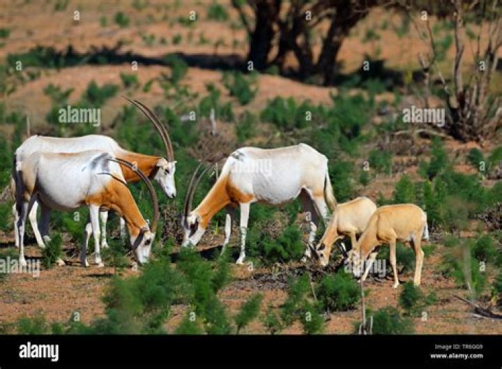 Are scimitar oryx good to eat?