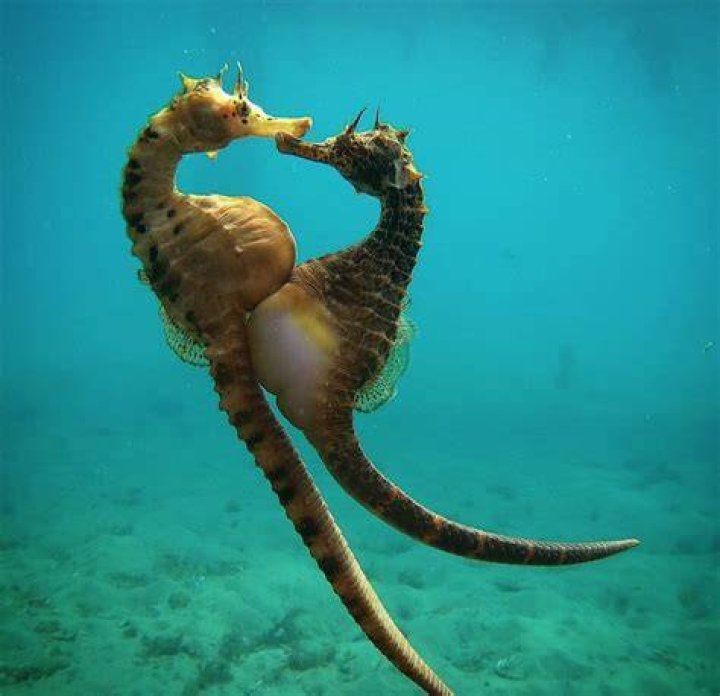 Are seahorse male or female?