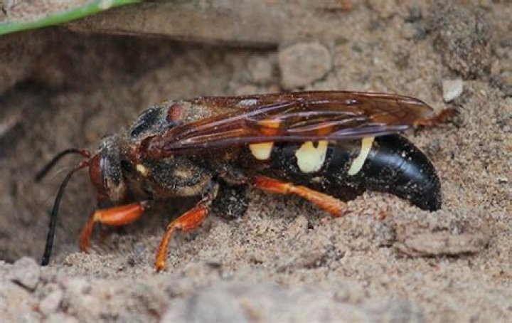 Are solitary wasps dangerous?