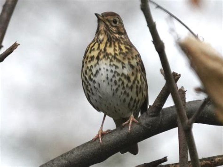Are song thrushes rare?