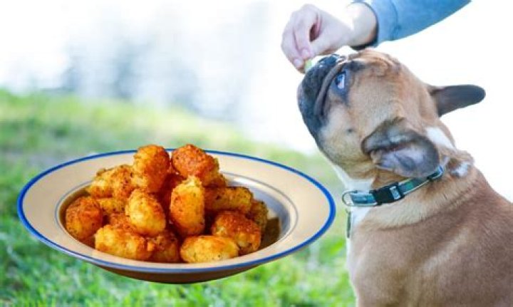 Are tater tots bad for dogs?