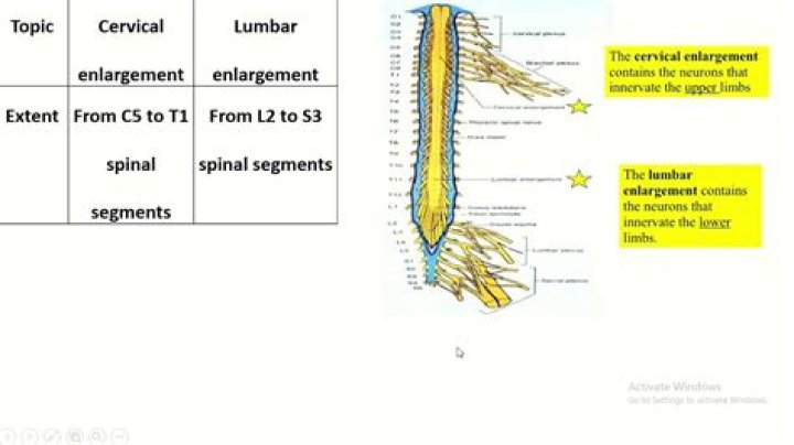 Are the enlargements of the spinal cord?