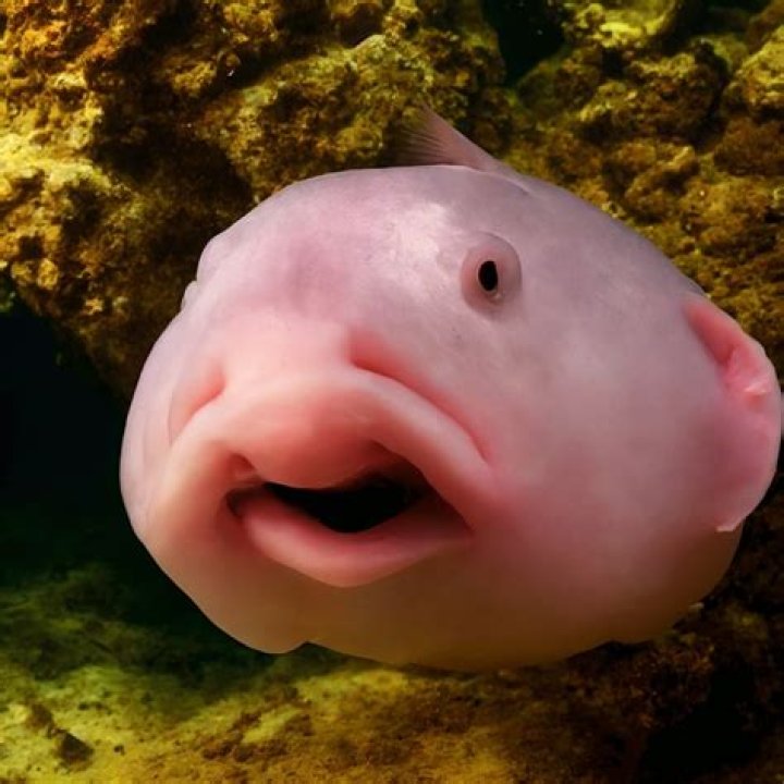 blob