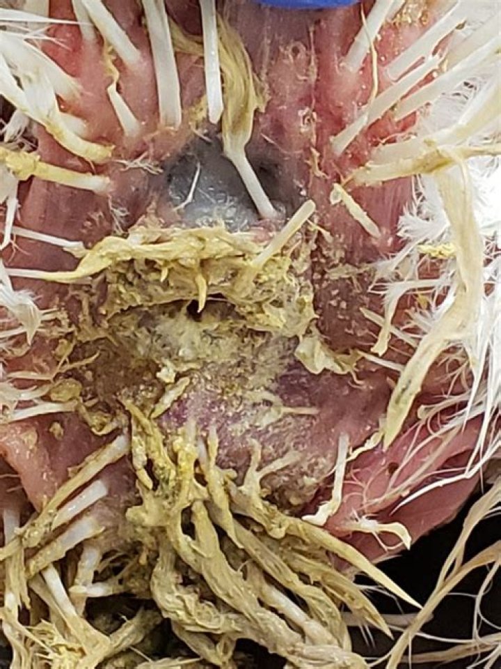 Can a chicken die from vent gleet?