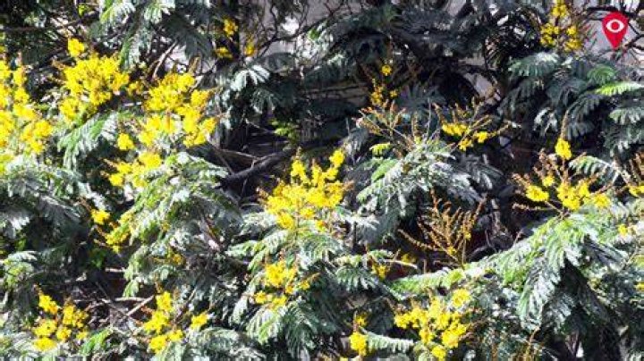 Can a plant flowering in mumbai be pollinated?