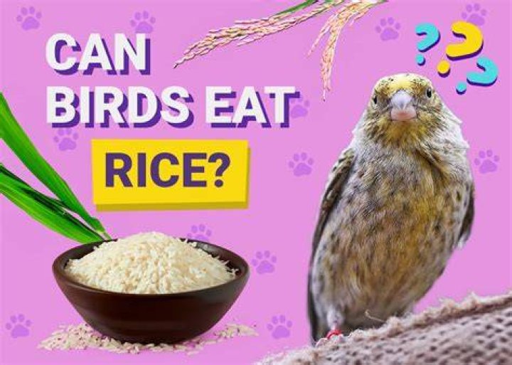 Can birds eat rice?