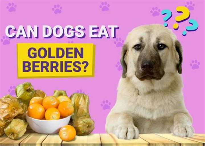 Can dogs eat maqui berries?