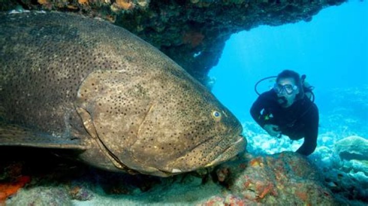Can groupers eat humans?