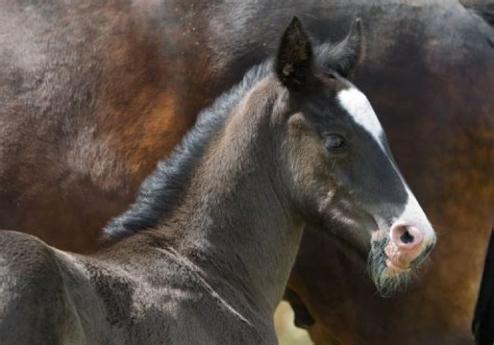 Can horses stay dapple grey?