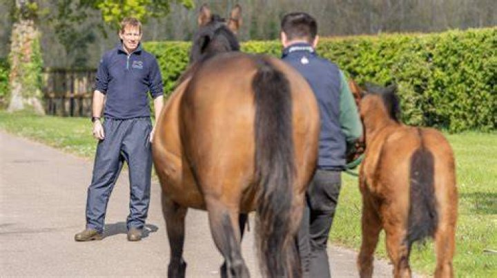 Can stallions be turned out with geldings?