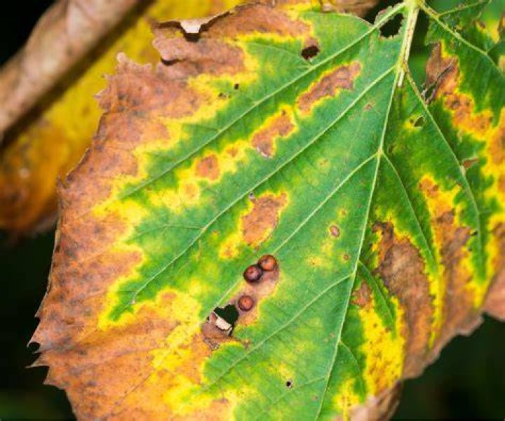 Can sun scorched leaves recover?