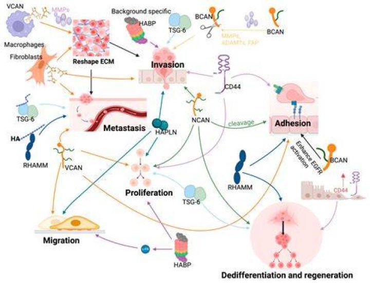 Can too much acid cause cancer?