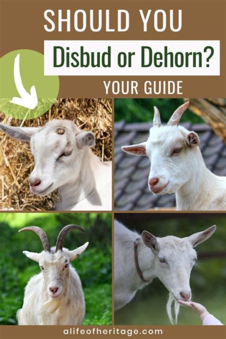 Can you dehorn an older goat?