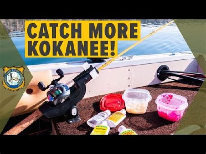 Can you eat kokanee salmon raw?