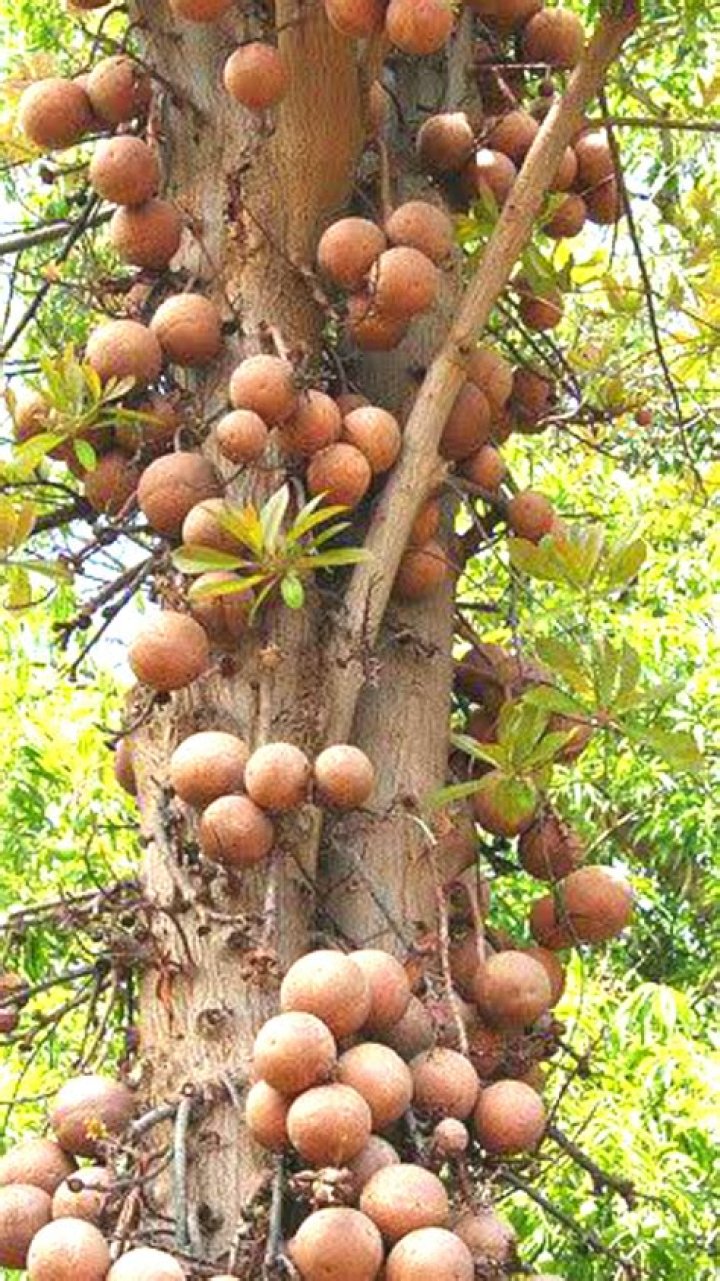 Can you grow a brazil nut tree?