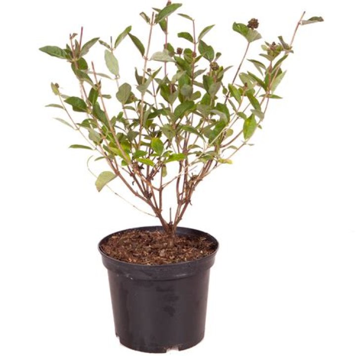Can you grow lonicera in a pot?