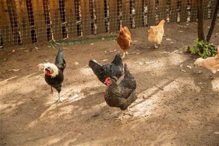 Can you have chickens in mishawaka?