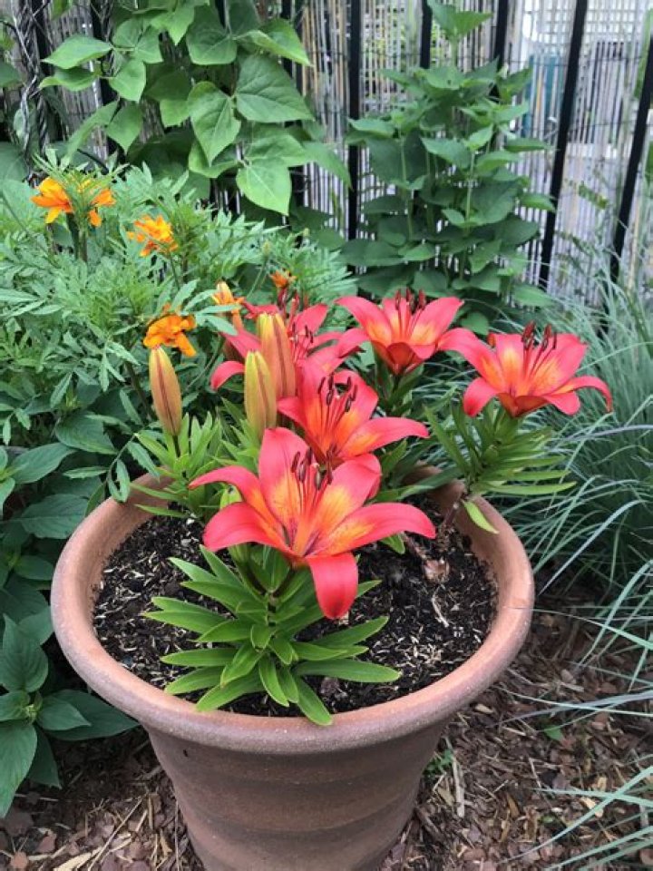Can you plant asiatic lilies in a pot?