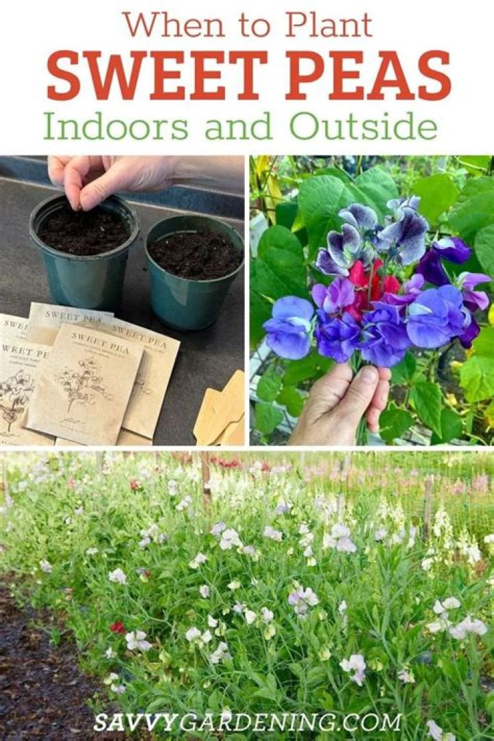 Can you plant sweet peas in late summer?