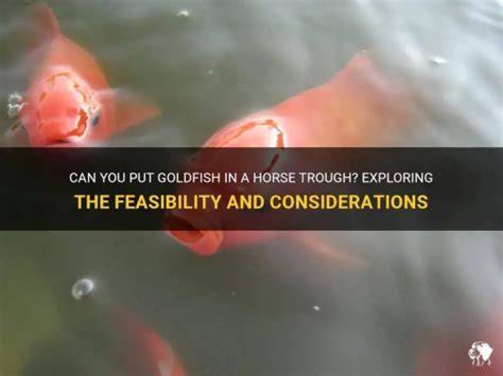 Can you put fish in a horse trough?