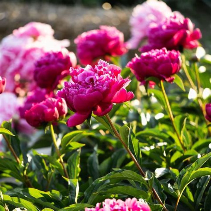 Can you take a cutting from a peony?