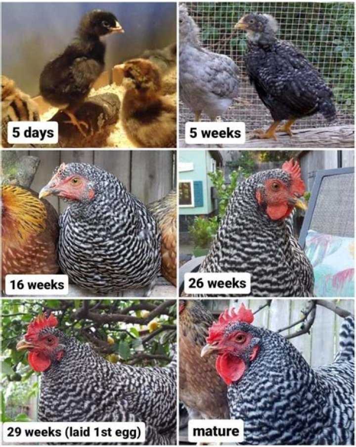Can young chickens be with older chickens?
