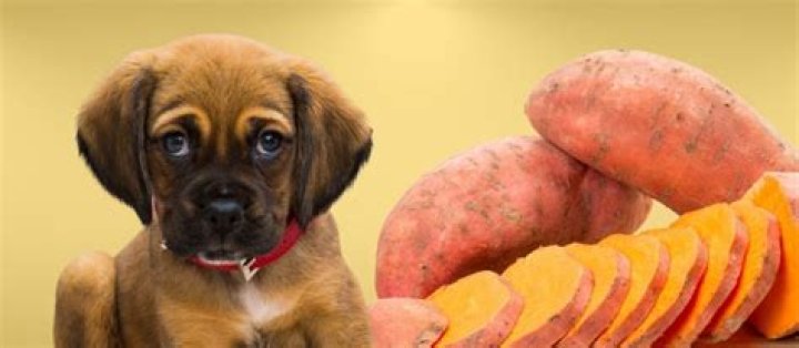 Could dogs eat sweet potato?