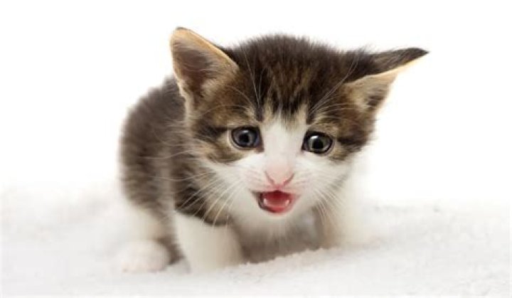 Did cats learn to meow from babies?
