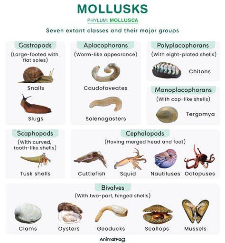Do all molluscs have shells?
