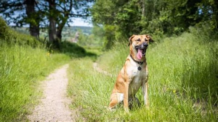 Do black mouth curs bark a lot?