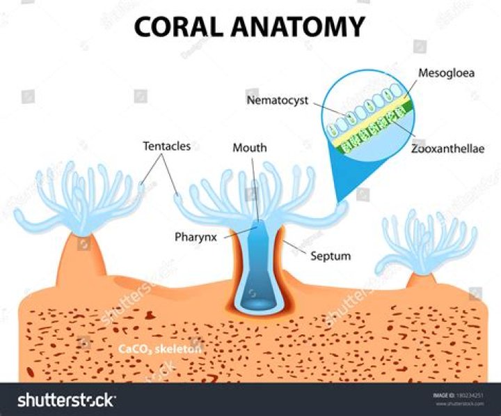Do corals need coralline algae?