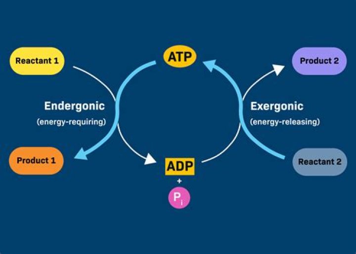 Do energy releasing reactions occur spontaneously?