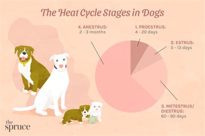 Do female dogs get periods?