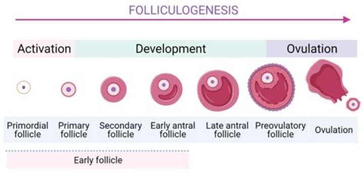 Do follicles grow during pregnancy?