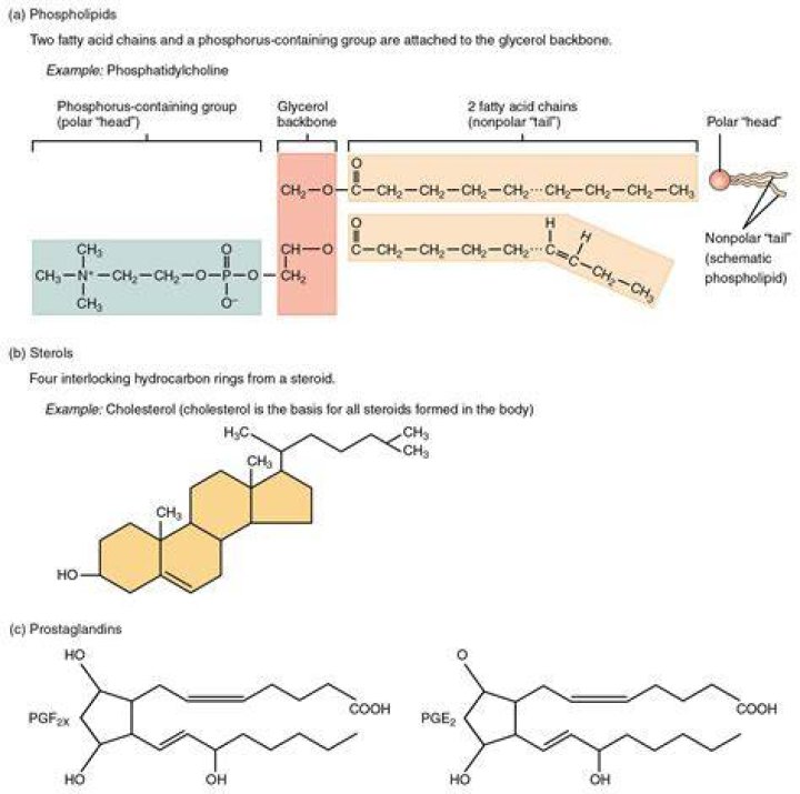 Do lipids have a hydroxyl group?