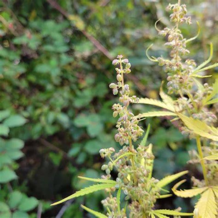 Do male weed plants have trichomes?