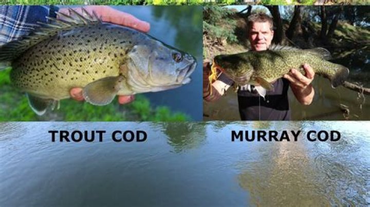 Do murray cod eat carp?