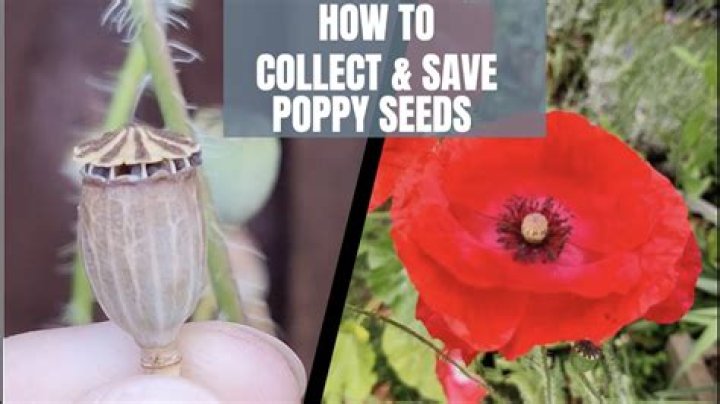 Do poppy seeds have flavor?