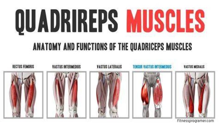 Do quadriceps flex the hip?